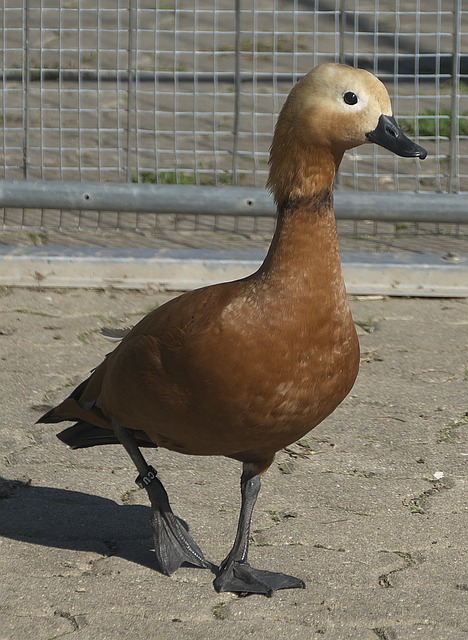 輪比賽