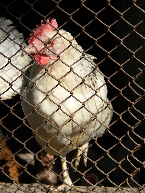 多位棋手纷 多位棋手纷